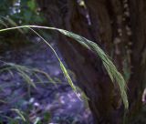 Festuca gigantea