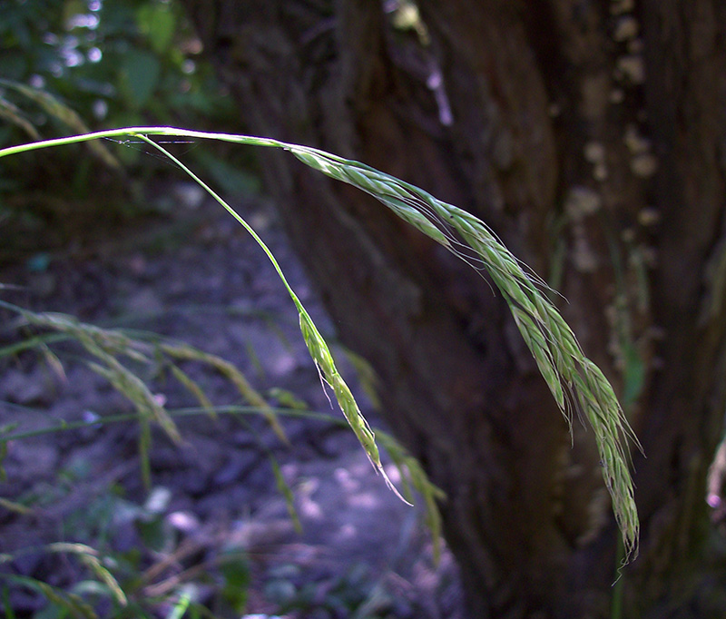 Image of Festuca gigantea specimen.