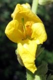 Verbascum phlomoides. Цветок. Южный Берег Крыма, пос. Виноградный. 9 июля 2012 г.