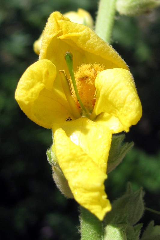 Изображение особи Verbascum phlomoides.