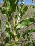 Grindelia squarrosa. Побеги в средней части растения. Украина, Луганская обл., г. Кировск, поляна. Июль 2012 г.