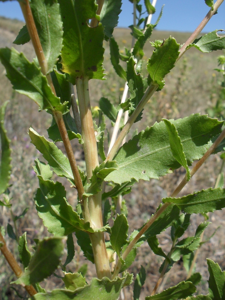 Изображение особи Grindelia squarrosa.