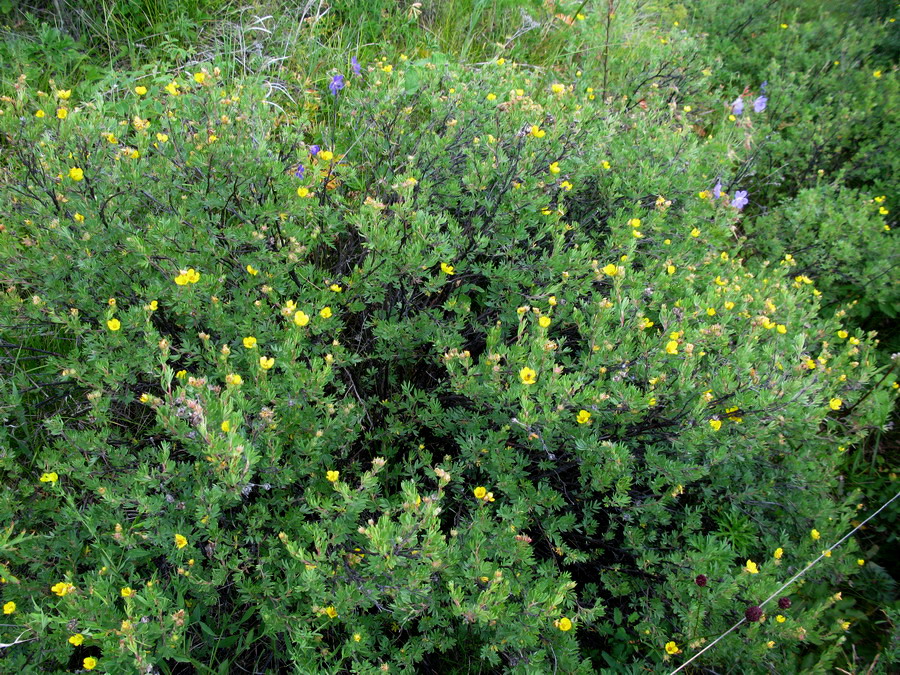 Image of Dasiphora parvifolia specimen.