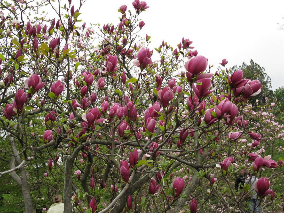 Image of Magnolia &times; soulangeana specimen.