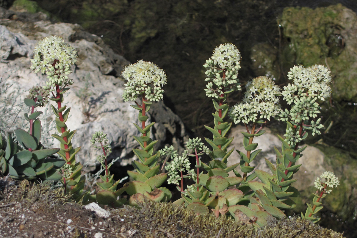 Изображение особи Hylotelephium stepposum.