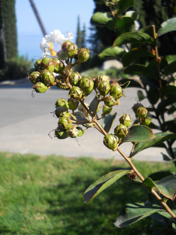 Image of Lagerstroemia indica specimen.