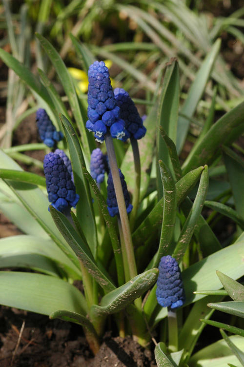 Image of genus Muscari specimen.