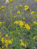 Senecio grandidentatus. Часть побега с соцветиями. Крым, Байдарская долина, окр. пос. Кизиловое. 1 сентября 2012 г.