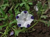 Nemophila maculata. Цветущее растение. Смоленская обл., Смоленский р-н, пос. Каспля, в культуре. 12.06.2009.