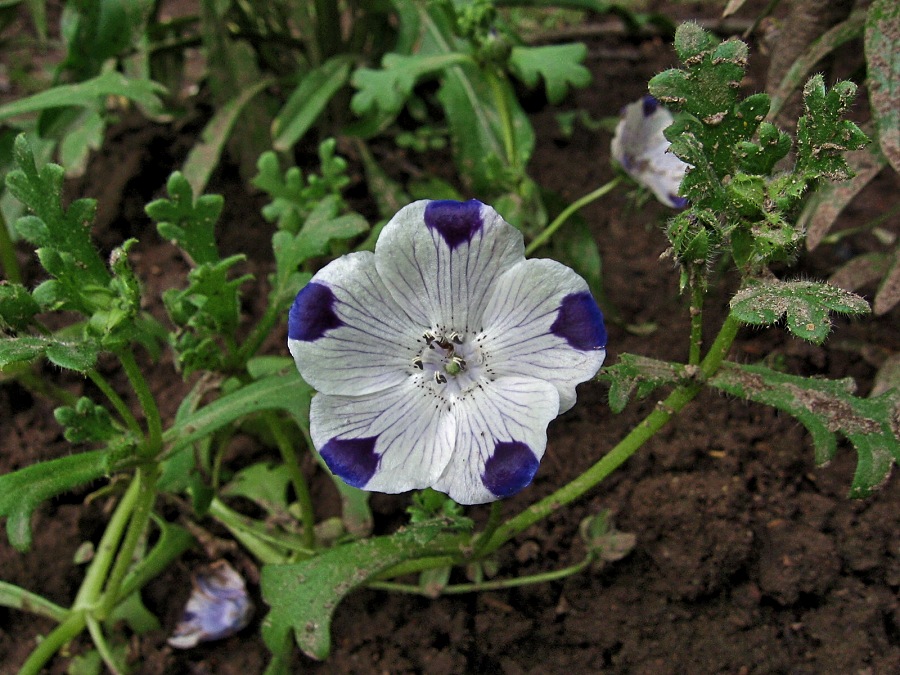 Изображение особи Nemophila maculata.