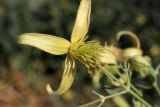 Clematis orientalis