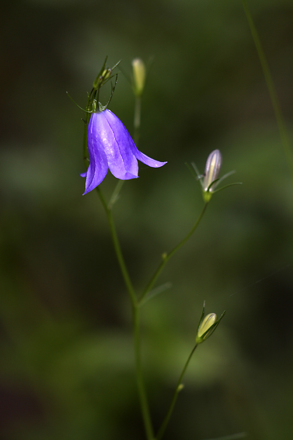 Image of Campanula rotundifolia specimen.