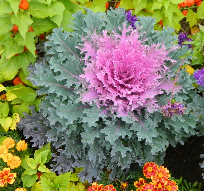 Image of Brassica oleracea var. viridis specimen.