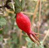 Rosa maracandica. Зрелый плод. Туркменистан, хр. Кугитанг. Июнь 2012 г.