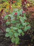 Malva trimestris