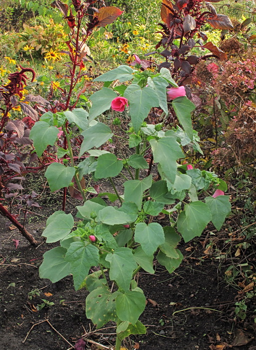 Image of Malva trimestris specimen.