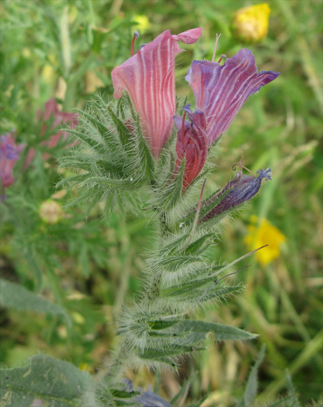 Image of genus Echium specimen.