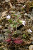 Cerastium pseudobulgaricum. Цветущее растение. Южный Берег Крыма, гора Аю-Даг. 1 мая 2009 г.