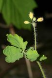 Chelidonium majus. Верхушка побега с распускающимся соцветием. Республика Татарстан, г. Казань. 23.05.2009.