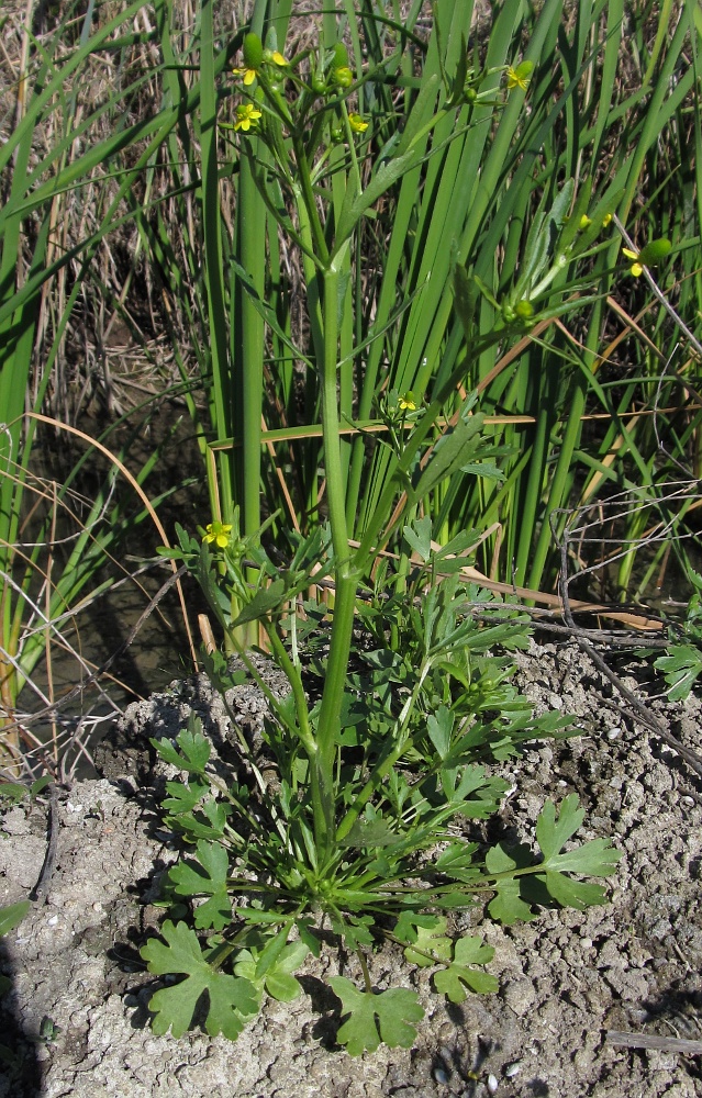 Image of Ranunculus sceleratus specimen.