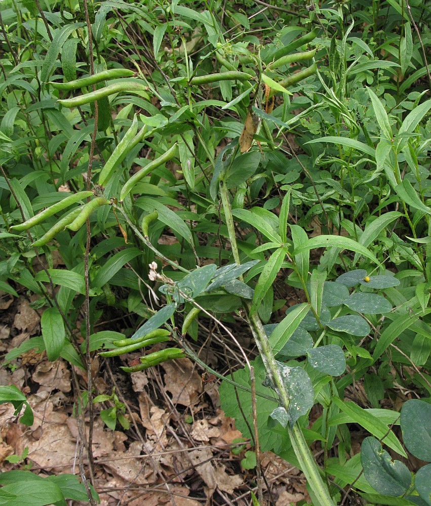 Изображение особи Lathyrus pisiformis.