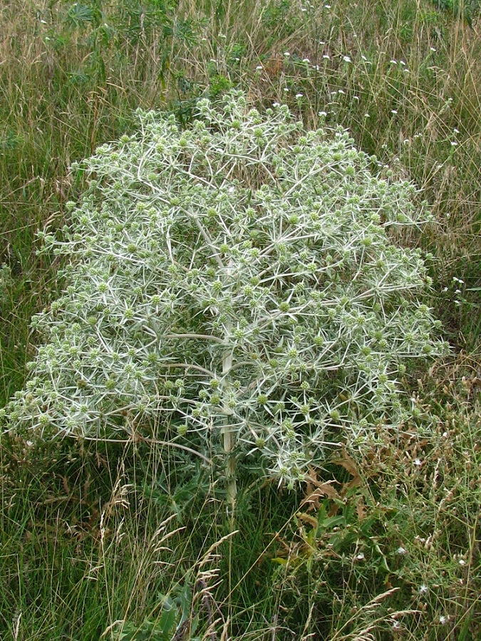 Изображение особи Eryngium campestre.