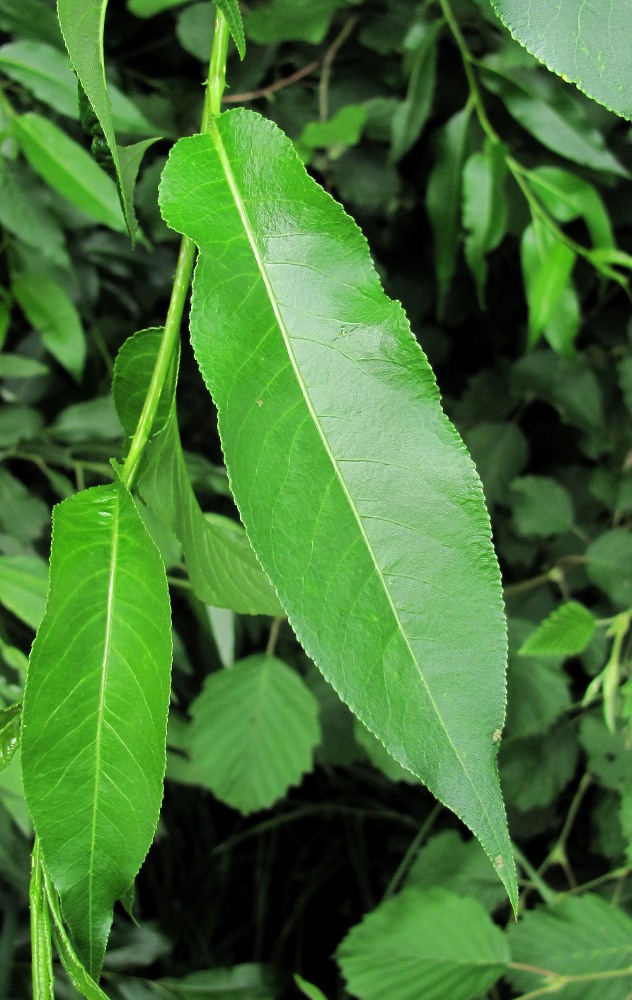 Image of Salix &times; meyeriana specimen.