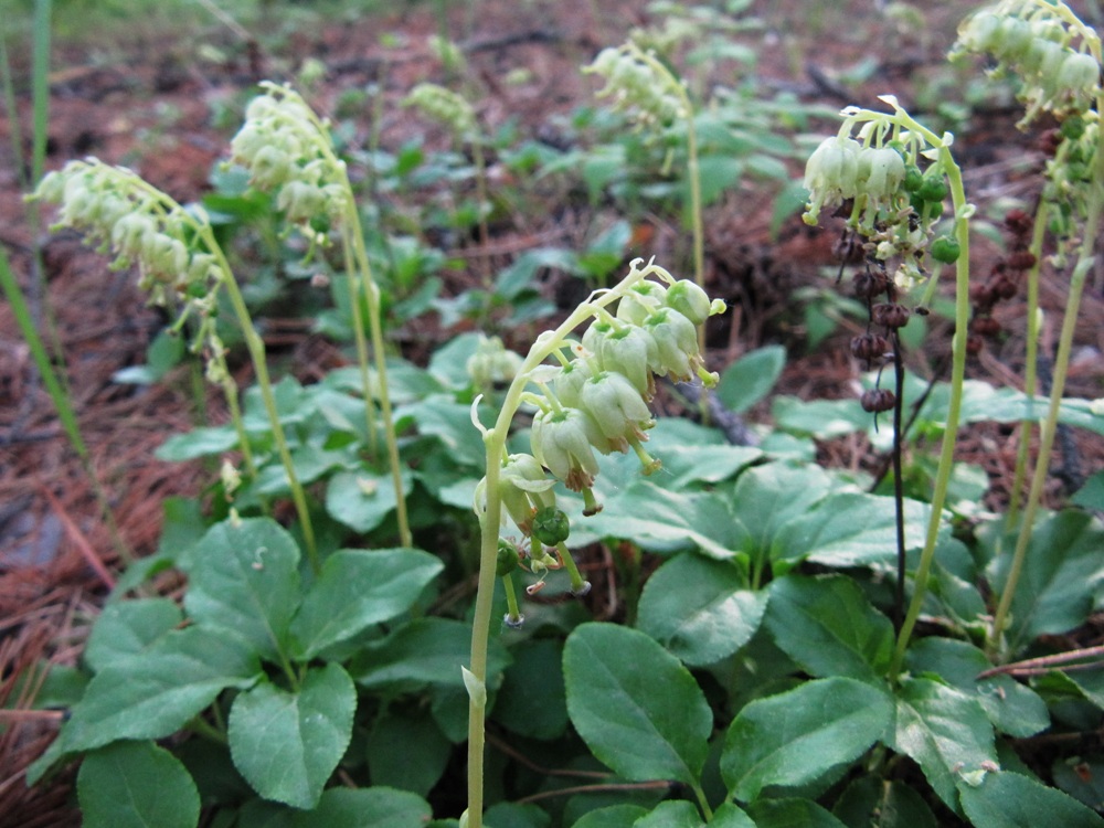 Изображение особи Orthilia secunda.