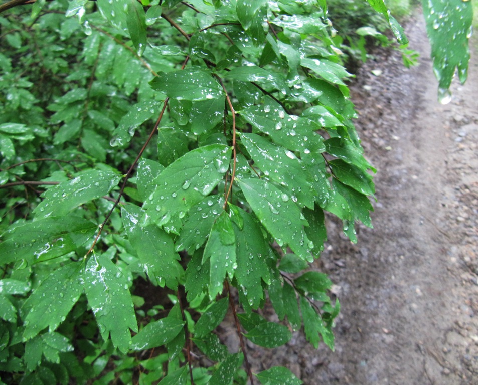 Image of Spiraea media specimen.