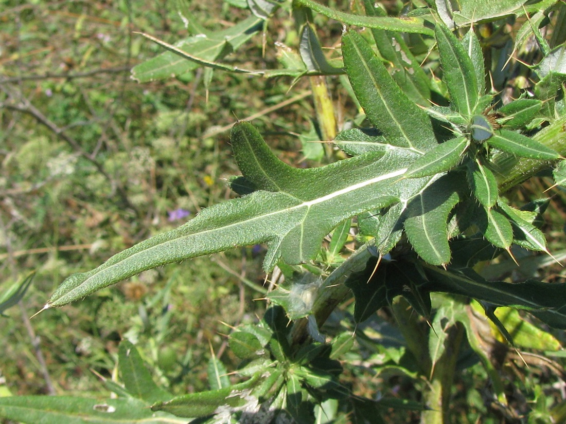 Image of Cirsium ukranicum specimen.