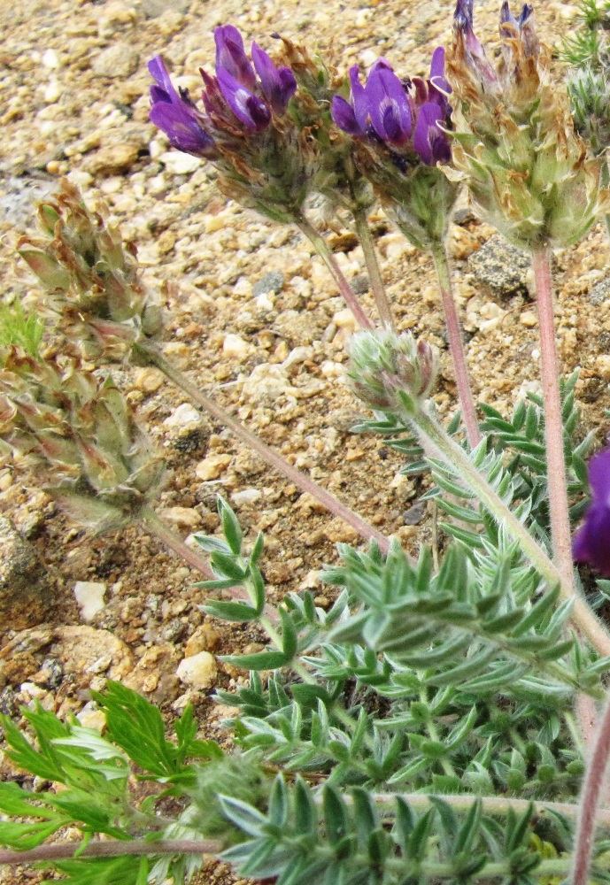 Image of Oxytropis turczaninovii specimen.