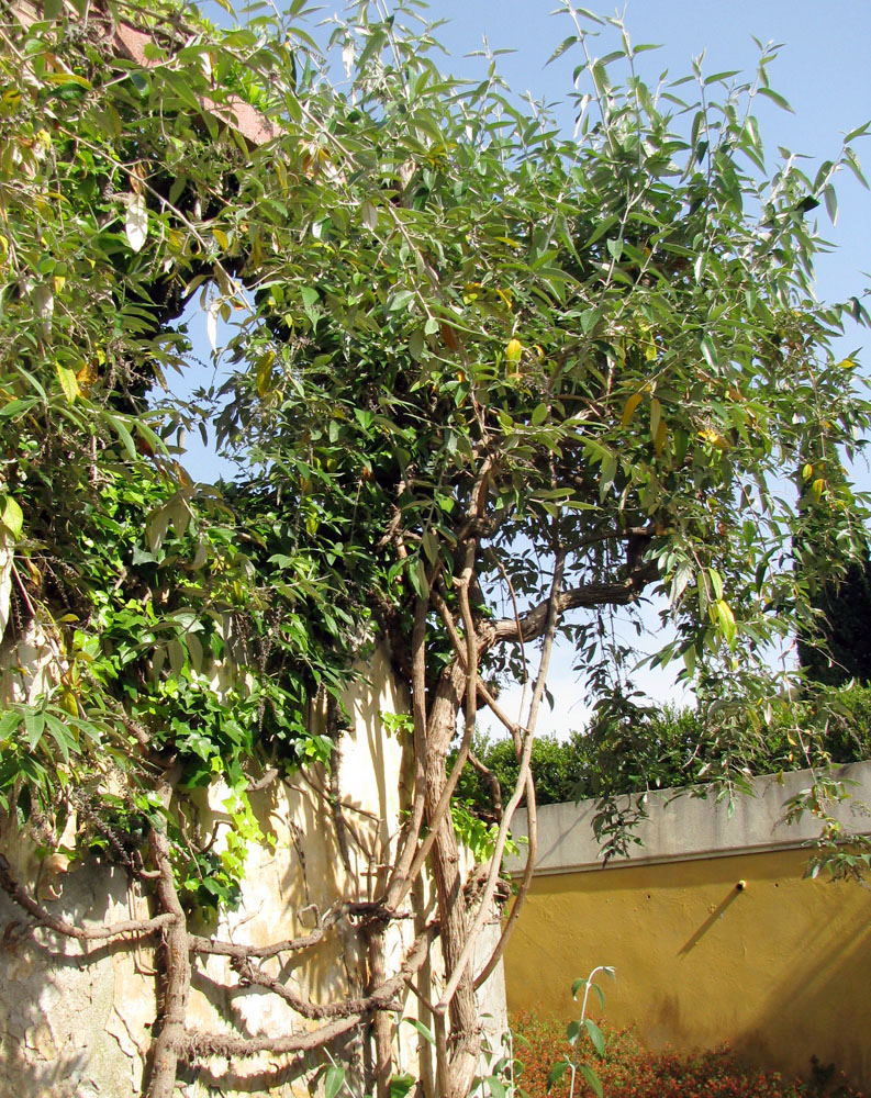 Изображение особи Buddleja madagascariensis.