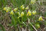 Primula veris