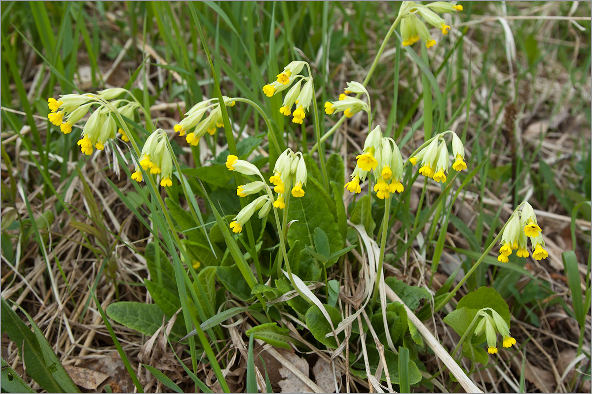 Image of Primula veris specimen.