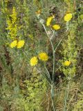 Pilosella echioides