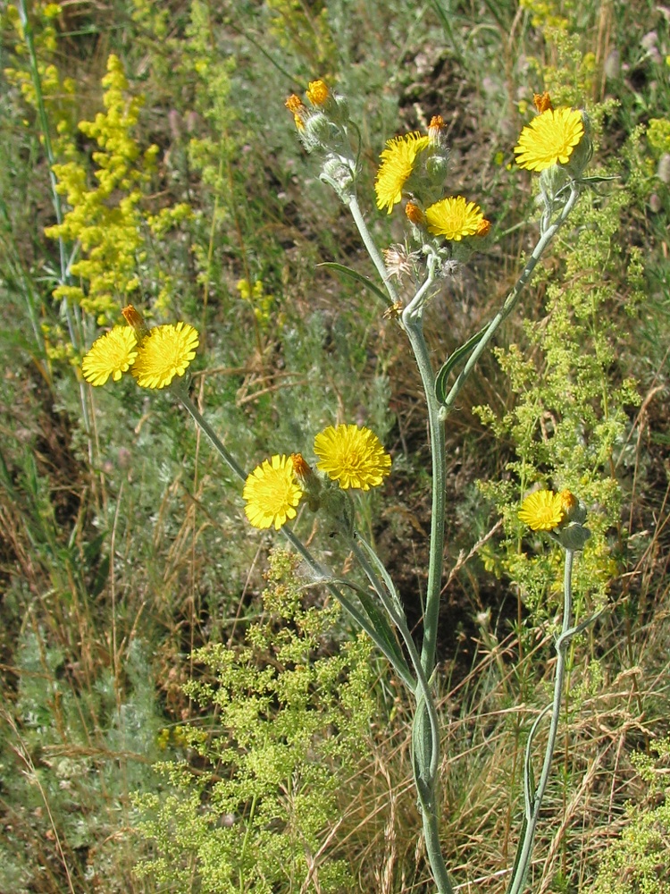 Изображение особи Pilosella echioides.