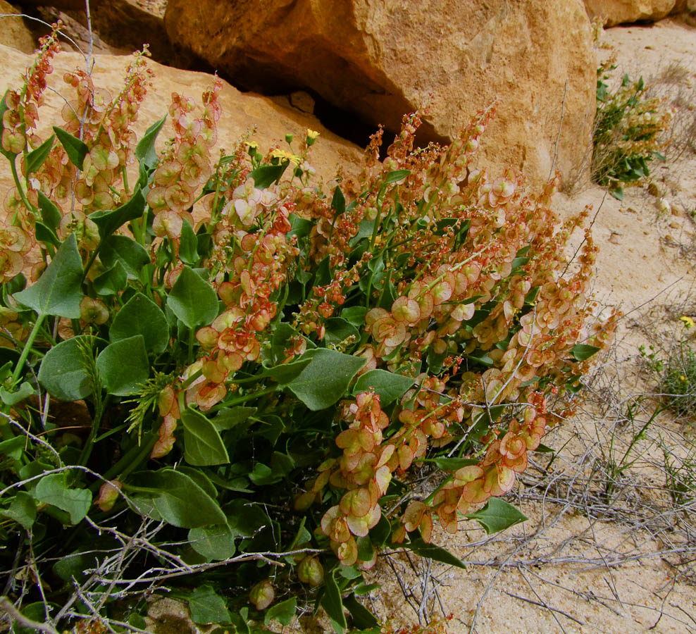 Image of Rumex cyprius specimen.