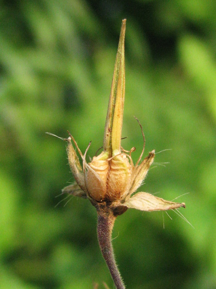 Изображение особи Geranium phaeum.