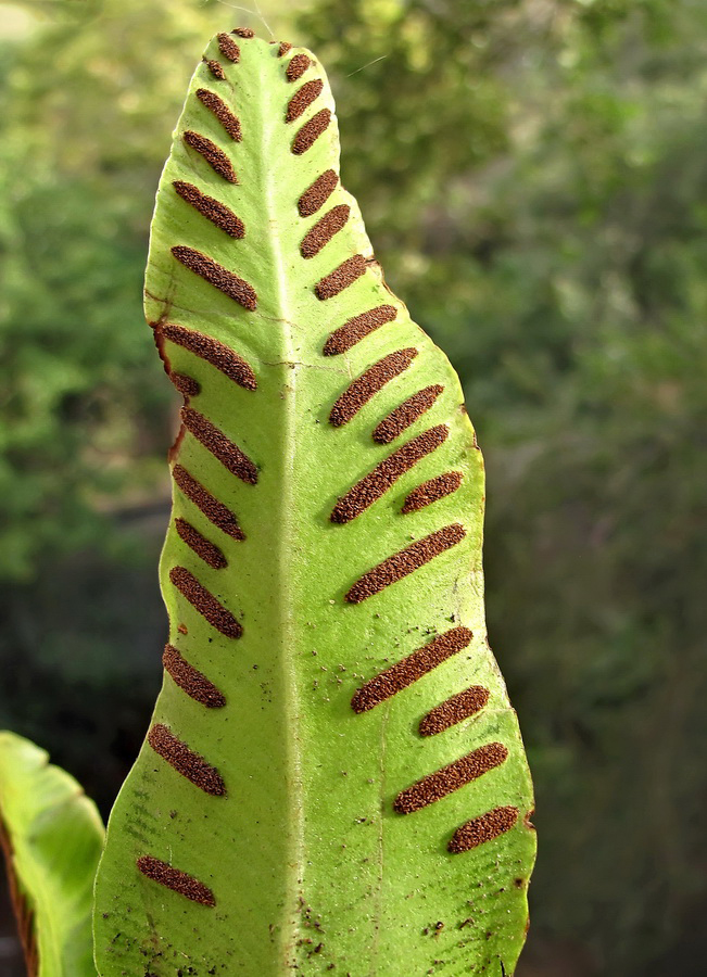Изображение особи Phyllitis scolopendrium.