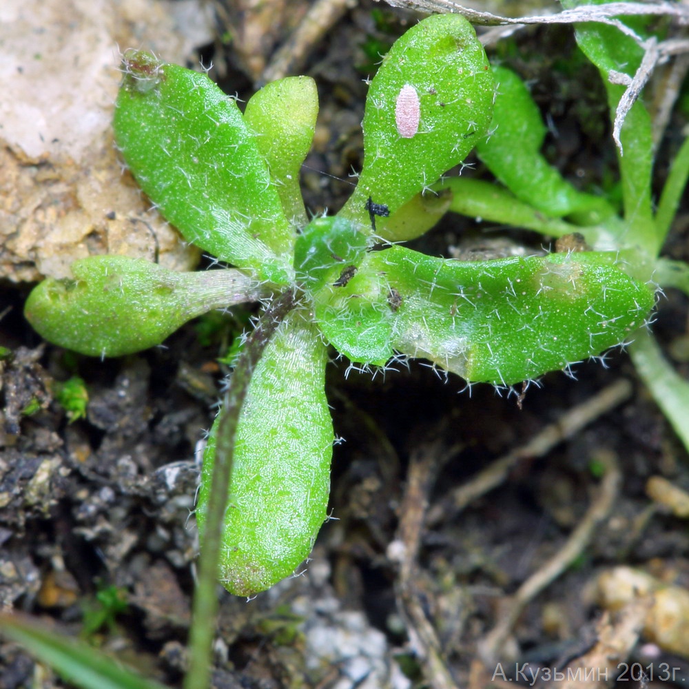 Изображение особи Erophila verna.