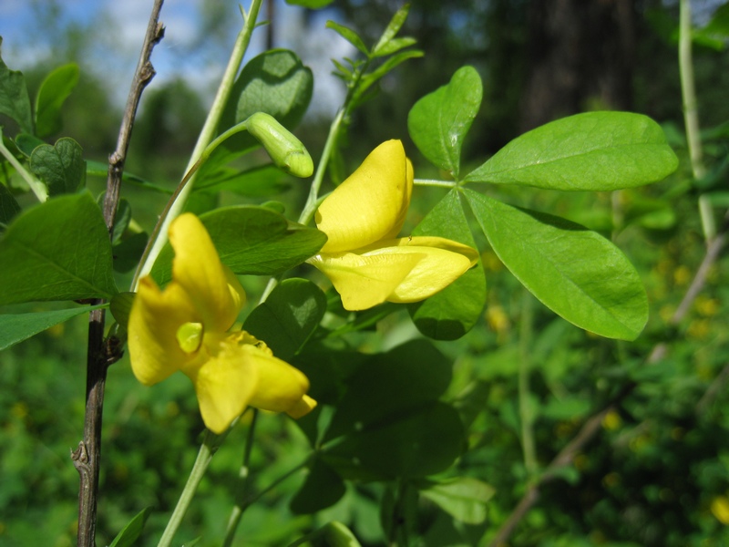 Image of Caragana frutex specimen.