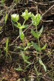 Cerastium inflatum