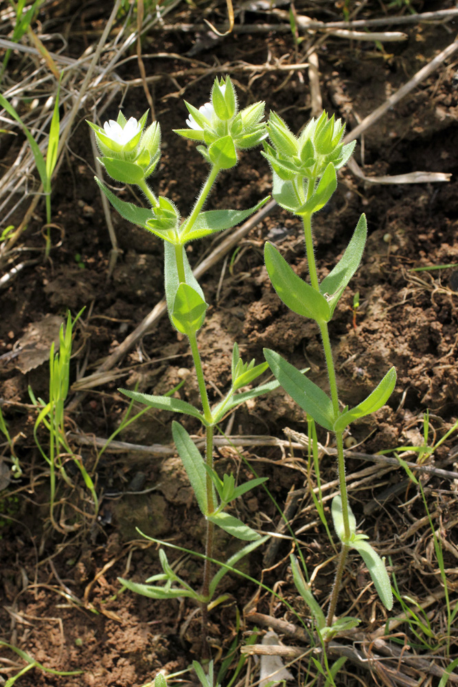 Изображение особи Cerastium inflatum.