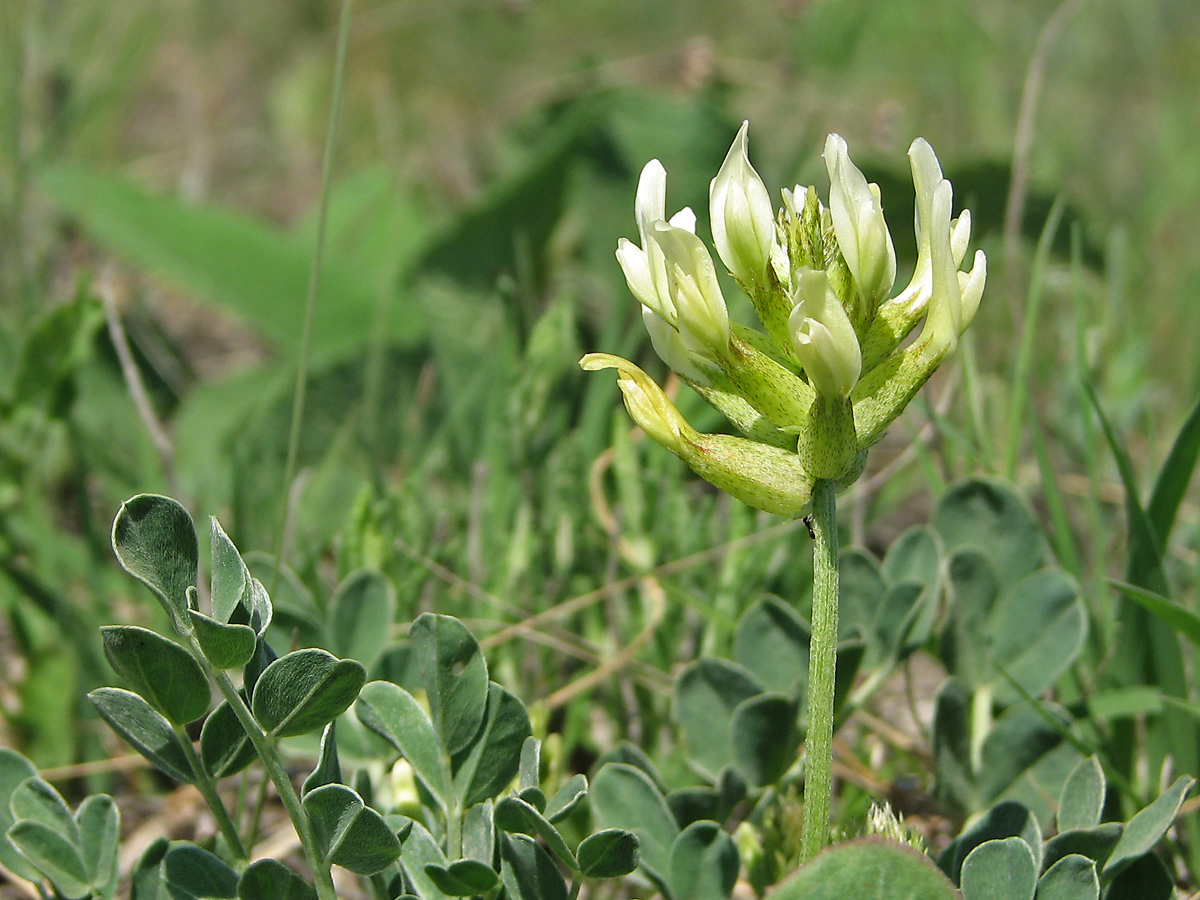 Image of Astragalus calycinus specimen.