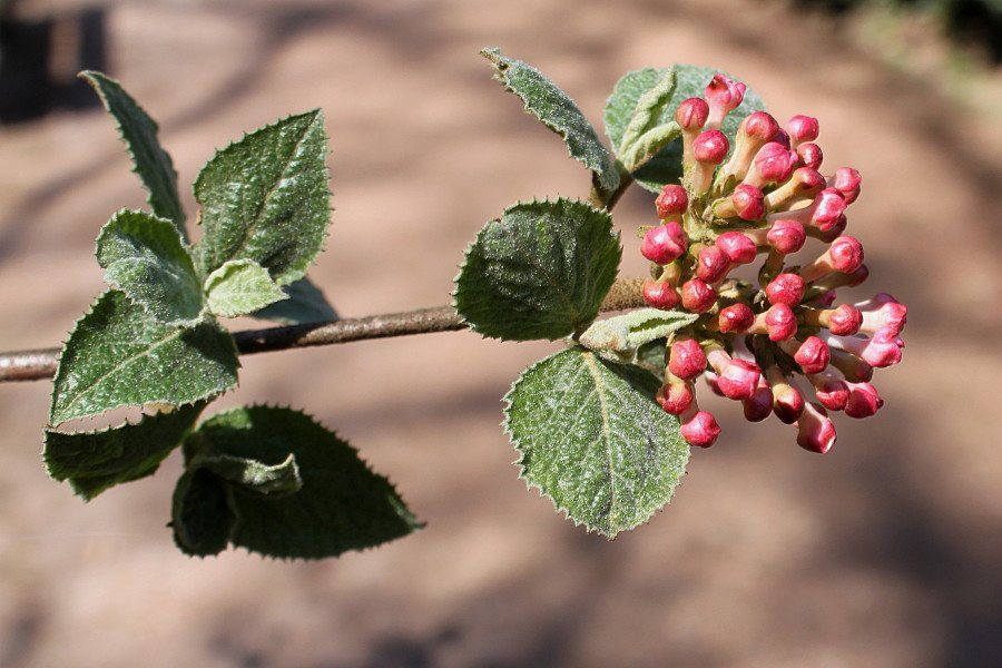 Image of Viburnum carlesii specimen.