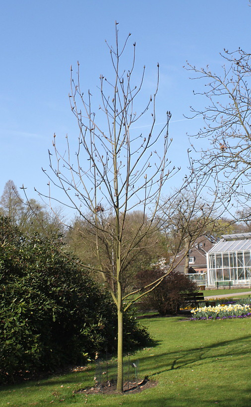 Image of Magnolia officinalis specimen.