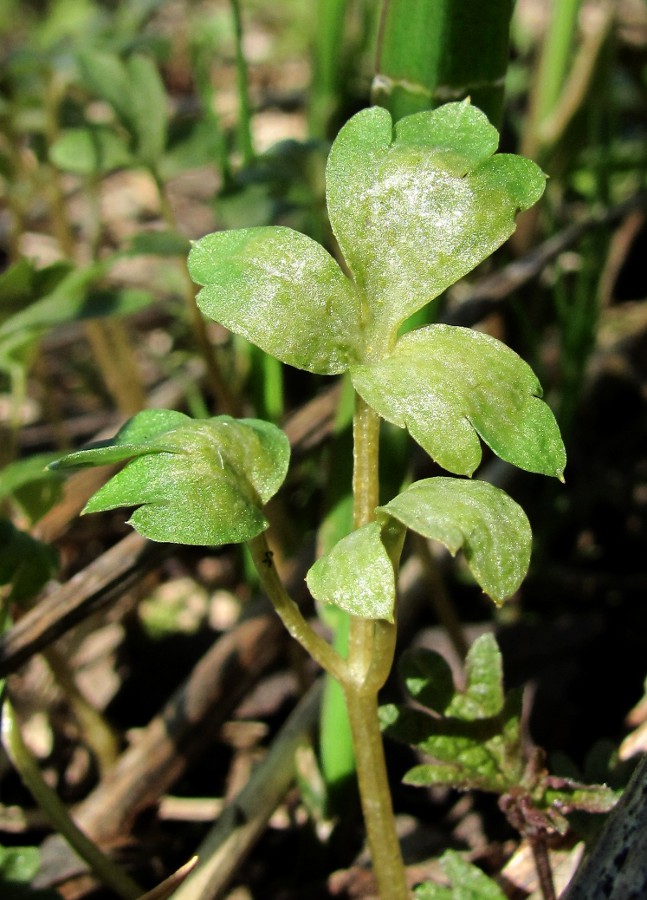 Изображение особи Adoxa moschatellina.