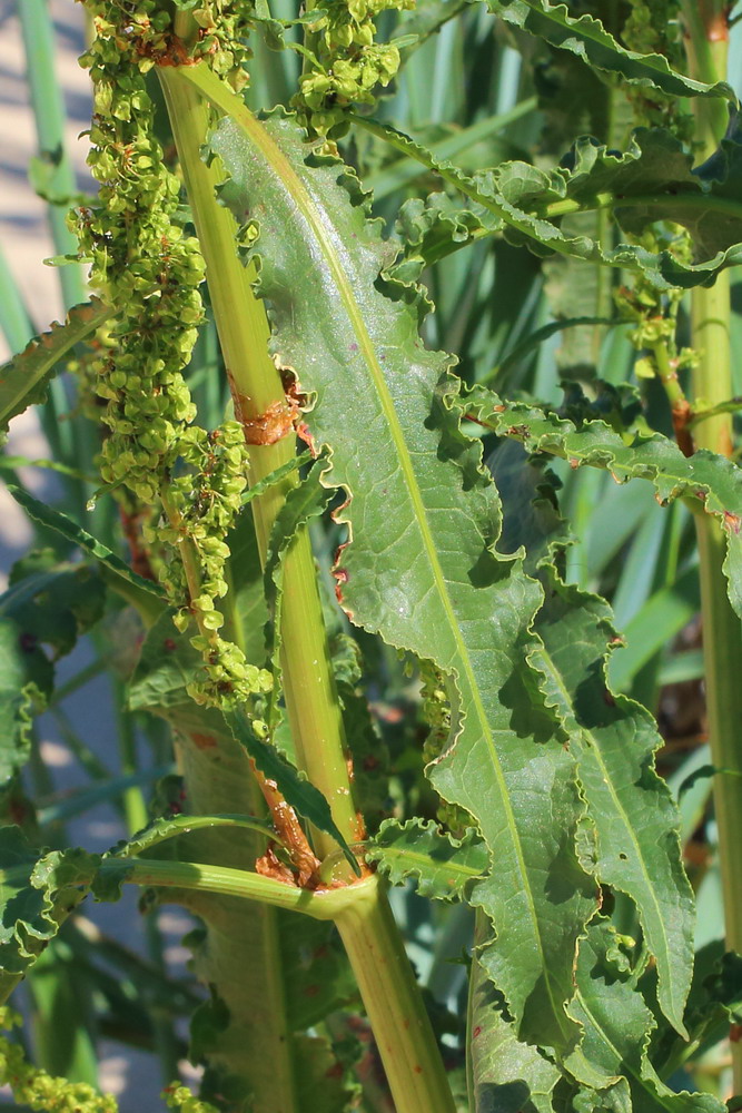 Image of Rumex crispus specimen.