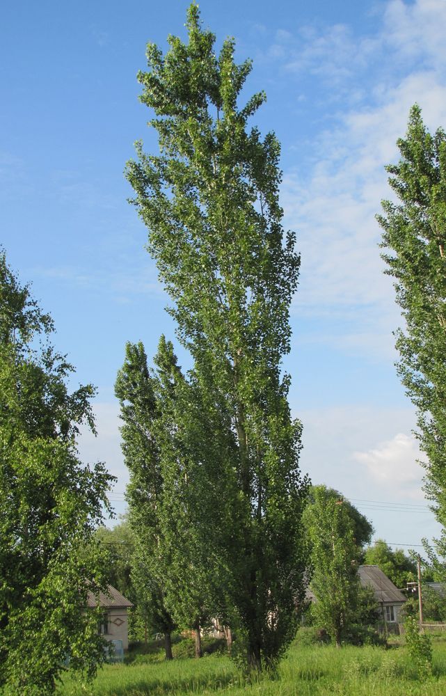 Image of Populus italica specimen.