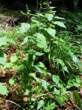 Epilobium montanum